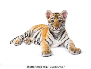 Bebe Tigre Blanc Images Photos Et Images Vectorielles De Stock Shutterstock Bebe Tigre Blanc Images Photos Et Images Vectorielles De Stock Shutterstock