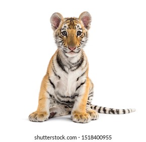 Two Months Old Tiger Cub Sitting Against White Background