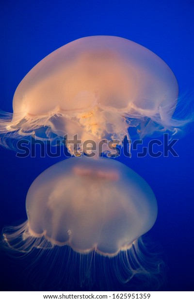 Two moon jellyfish drifting upward toward the\
surface of the water