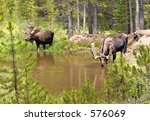 Two moose (Alces alces) drinking from a small pool - near Long Draw Road, northern Colorado