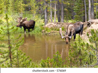 Two moose (Alces alces) drinking from a small pool - near Long Draw Road, northern Colorado