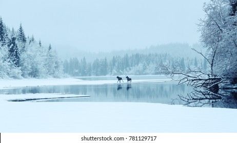 Two Moose Crossing The Lake Selbu In Norway 