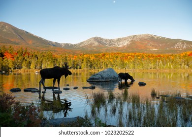 Two Moose In A Northern New England Pond