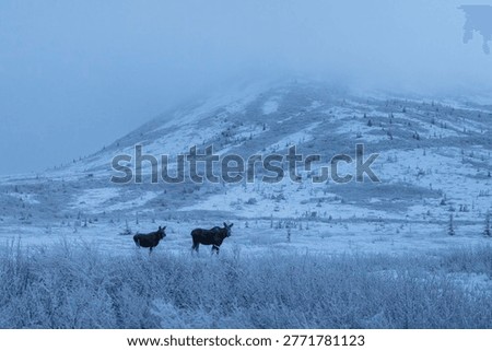 Two moose standing in brush below Donnelly Dome on a foggy winter day in Alaska.