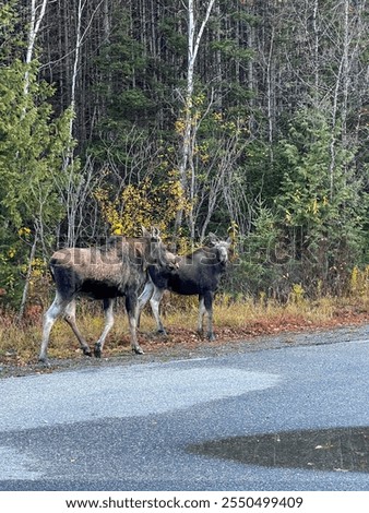 Two moose standing by a forest road in Canada, surrounded by autumn vegetation with colorful trees
