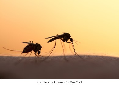 Two Mosquitos On Human Skin At Sunset