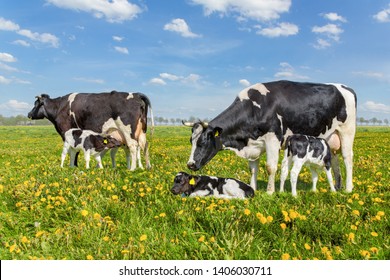 Two mother cows with drinking calves in european pasture - Powered by Shutterstock