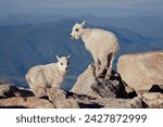 Two mountain goat (oreamnos americanus) kids, mount evans, colorado, united states of america, north america