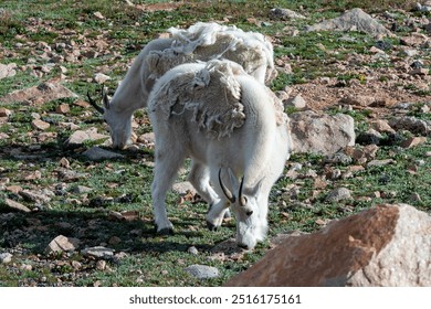 Two mountain goats grazing on rocky terrain in a lush alpine meadow under clear skies during a sunny afternoon - Powered by Shutterstock