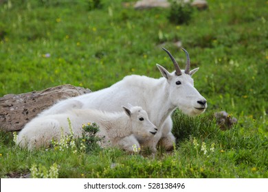 Two Mountain Goats Mother And Kid In Green Alpine Meadow With Grass And Flowers Glacier National Park, Montana