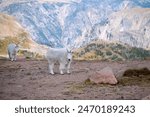 Two Mountain Goats on a hillside near the Beartooth Highway, Montana.