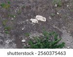 Two mountain goats (Oreamnos americanus) resting on the rock in Kenai Fjords National Park