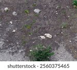 Two mountain goats (Oreamnos americanus) resting on the rock in Kenai Fjords National Park