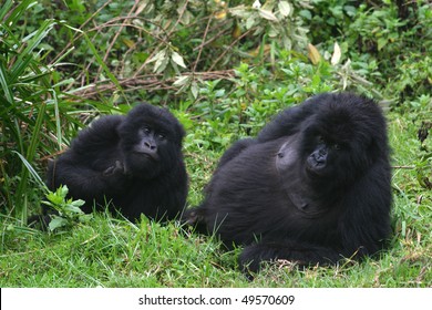 Two Mountain Gorillas, Virunga, Rwanda