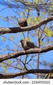 Two Mourning doves perched on tree twigs on a blurred background