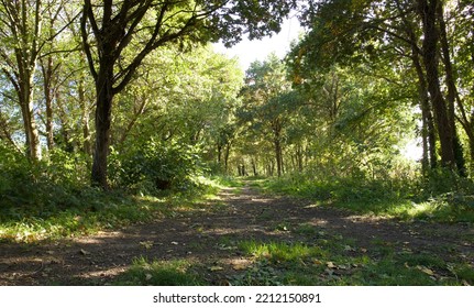 Two Muddy Paths Converge And Lead Into A Decidous Tree Copse As Sunlight Falls On The Grass