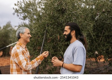 Two multi ethnic, multigenerational male farmers are happily talking and harvesting olives in an olive grove, using traditional tools and methods - Powered by Shutterstock