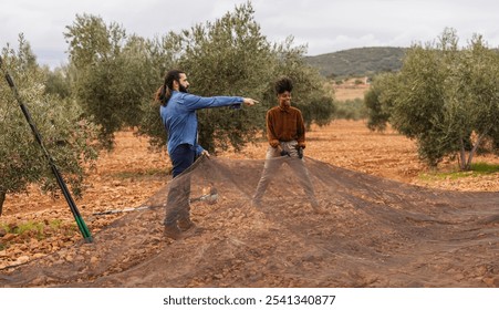 Two multi ethnic young adult farmers are harvesting olives, using nets in an olive grove plantation, and the man is pointing to the next tree to harvest - Powered by Shutterstock