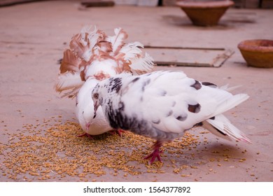 Two Multicolor Pigeons Are Feeding Themselves