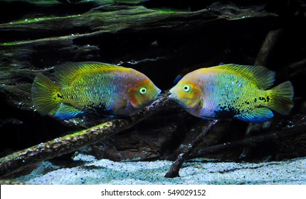 Two multicolored fish floating symmetrically on the bottom of the aquarium with open mouths. They are talking or are about to kiss