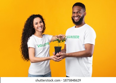 Two Multicultural Volunteers Holding Green Plant Growing In A Pot Standing Smiling To Camera Over Yellow Background In Studio. Volunteering Work, Environmental Protection And Ecological Advocacy - Powered by Shutterstock