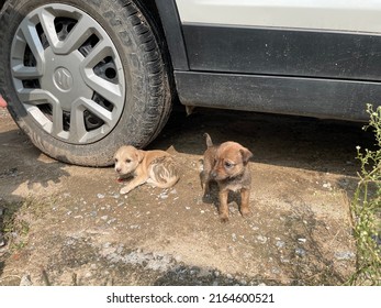 Two Of The Multiple Puppies Doing Sun Bath In Winter Season