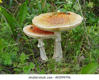 two mushroom in the forest