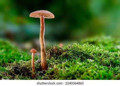 Two mushrooms at the forest ground, sideview with space for copy text. The deceiver, or waxy laccaria (Laccaria laccata) comes in diffenent shades of red and brown - Shutterstock ID 2240364865