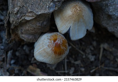                                Two mushrooms growing between the rocks
