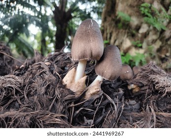 Two mushrooms are growing in the dirt. The mushrooms are brown and white
