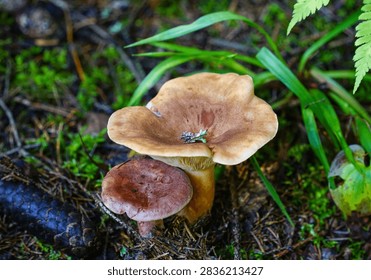 Two Mushrooms Growing on Forest Floor