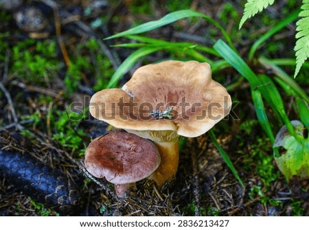Two Mushrooms Growing on Forest Floor