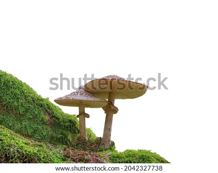 Two mushrooms isolated on white background