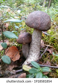 Two Mushrooms, A Large One And A Small One. Portrait. Mushrooms Next To A Green Plant In The Forest. Close-up. A Couple Of Mushrooms In The Green Grass. Summer. Nature. Forest Plants.