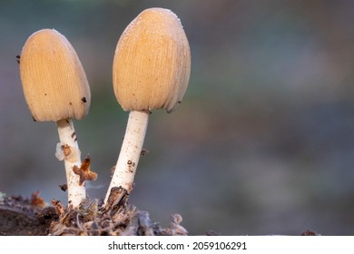 Two Mushrooms On Southampton Common