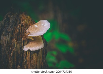 two mushrroms on rotten tree stump