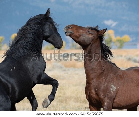 Two mustangs in high desert in Nevada, USA (Washoe Lake), featuring bay color and black color horses interacting and confronting one another