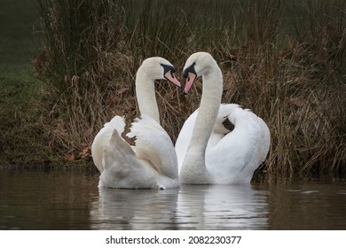 Two Mute Swans Getting To Know Each Other