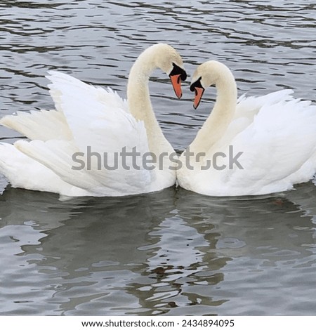 Two mute swans swimming in a pond in London, UK