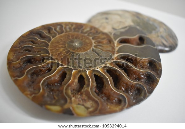 Two Nautilus Shell Fossil Close Stock Photo Edit Now
