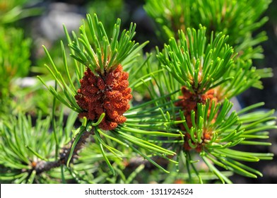 Two Needle Pinyon Pine Tree Pinus Edulis