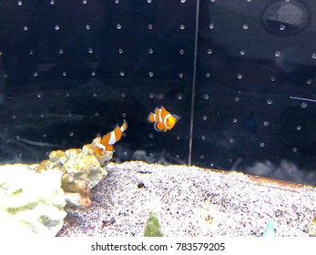 Two Nemo Fish