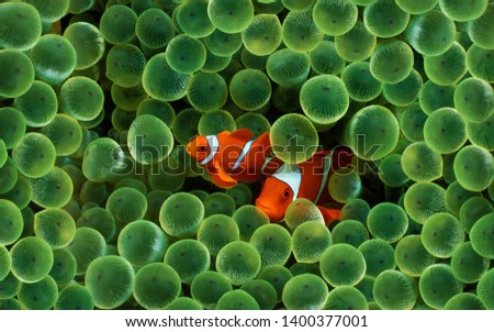 two nemo fish behind a coral reef