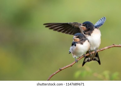 1000 Swallow Flying Stock Images Photos Vectors Shutterstock