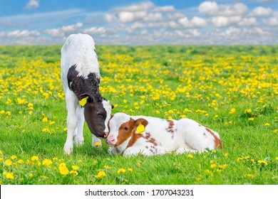 Two newborn calves together in blooming pasture