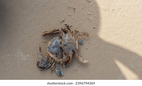 Two newly caught crabs are sitting on the sand. One on top of the other.  Shells, paws and claws are visible. Close-up. View from above. Madagascar. Morondava.
