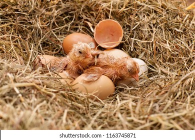 Two newly hatched chicken resting in the hay nest - still drying their fluff, wide shot