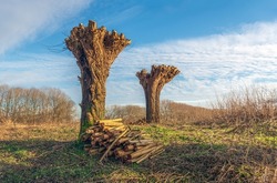 Two Newly Pruned Pollard Willows. At The Bottom Of The Trunk Is A Pile Of Firewood. The Photo Was Taken In The Dutch Province Of North Brabant On A Sunny Day At The Beginning Of The Winter Season.