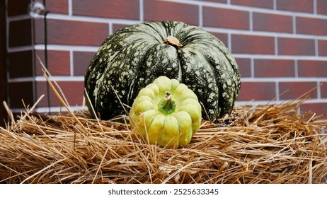 Two nice green pumpkins lying on a haystack