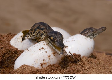 Crocodile Egg Images, Stock Photos & Vectors | Shutterstock